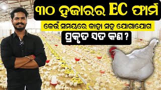 କାହା ସହ ଯୋଗାଯୋଗ କରି ଆରମ୍ଭ କରିବେ EC ଫାର୍ମ  How to begin EC poultry farm [upl. by Lyrad]