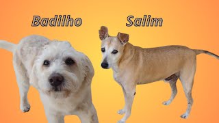 Badilho e Salim [upl. by Golanka822]