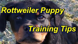 How to train a Rottweiler Puppy [upl. by Florentia]