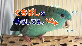 うちのサザナミインコがくちばしを鳴らします [upl. by Shetrit]