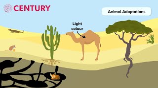 Hot Deserts  Adaptations  Geography [upl. by Atoiyanap233]