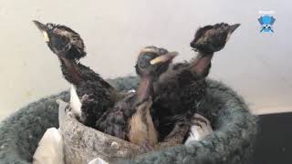 Raising Willy Wagtails the chicks grow up and start to wag their tails [upl. by Azriel545]