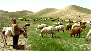 Grazing sheep in the green plain by a young shepherd [upl. by Gurl]