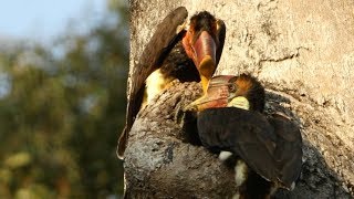 Hunting The Helmeted Hornbill [upl. by Nwahsuq682]