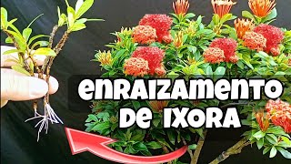 Como fazer MUDAS de IXORA Por estaca enraizamento mais fácil [upl. by Ulda]