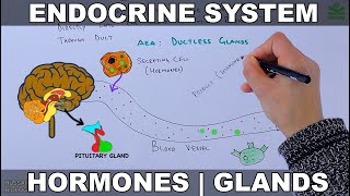 Endocrine System  Introduction [upl. by Burnham]