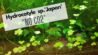 Hydrocotyle spJapan no CO2 [upl. by Aron]