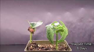 Monocot and Eudicot Germination Timelapse [upl. by Braeunig]