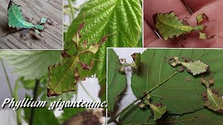 Présentation de mes phasmes Phyllium giganteum [upl. by Kreis317]