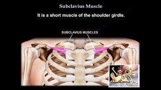 Anatomy Of The Subclavius Muscle  Everything You Need To Know  Dr Nabil Ebraheim [upl. by Lauro278]