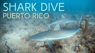 Diving with Sharks  Guánica Puerto Rico [upl. by Llenyr279]