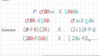 Problemas de genética cruce dehíbrido del tipo Aabb x aaBb [upl. by Oah929]