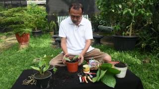 Shout Out Tips Perbanyakan Anthurium [upl. by Sublett]