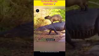 Do Crocodiles Eat Capybaras 😱  fact facts [upl. by Ennaitsirk133]