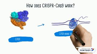 CRISPRCas9 Explained [upl. by Aietal]