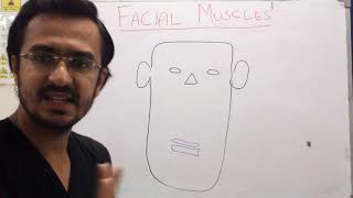 Facial Muscles Anatomy  Anatomy of Facial Muscles  Urdu [upl. by Otnicaj]