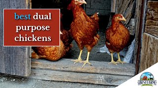 Top DualPurpose Chicken Breeds for Your Farm [upl. by Demodena]