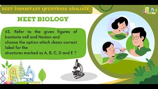 Refer to the given figures of bacteria cell and Nostoc and choose the option which shows correct [upl. by Nolly26]