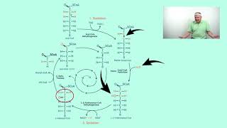 ß Oxidation für Medizinstudenten [upl. by Assirrem]