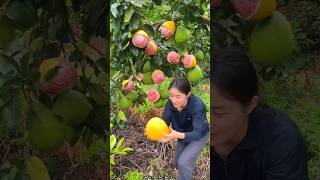 Beautiful Landscape Pomelo Fruit Farm  Sweet Pink Pomelo shorts satisfying fruit farming [upl. by Arte]