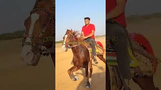 KUTCHI SINDHI HORSE kutchhorserace horsesports horseriding dandiyaraas newsong shreeram [upl. by Ehtylb]