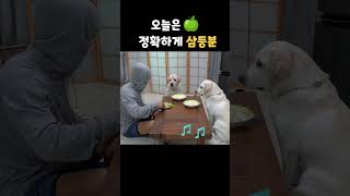 사람탈 쓴 리트리버랑 과일 먹다 주인이 나가버린 이유 shorts [upl. by Aramo]