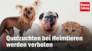 Qualzucht Neue Gesetze für Tierhalter  kronetv NEWS [upl. by Euqinad32]