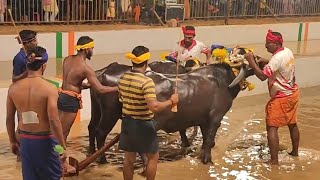 Kambala Start Balkunje Mangalore [upl. by Zabrina]