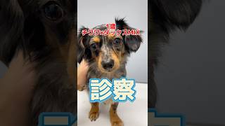 チョコパンを食べた1歳のmix犬が動物病院にやってきた！ [upl. by Yakcm126]