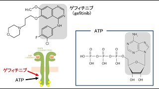 【薬の化学構造名の由来を知ろう！：医薬品化学名語源事典mini】（１１）キナゾリン [upl. by Nelson]