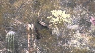 Sonora Desert Mule deer Hunt [upl. by Gemoets]