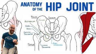 Anatomy of the Hip Joint  Bones Ligaments amp Muscles [upl. by Merrel813]