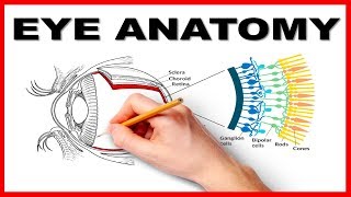 Eye Anatomy and Function  Made Easy [upl. by Beach]