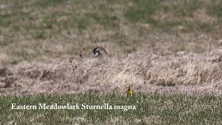 Eastern Meadowlark Sturnella magna bond in Fingerlakes grassland New York State 492024 [upl. by Rafael468]