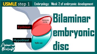 Bilaminar Embryonic Disc  Epiblast and Hypoblast  Embryology  USMLE [upl. by Gratianna355]