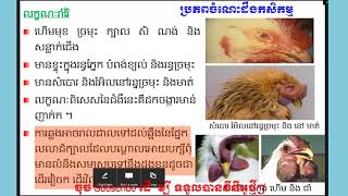 ជំងឺអាសន្នរោគមាន់  Fowl Cholera Disease  ប្រភពចំណេះដឹងកសិកម្ម [upl. by Havens]