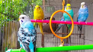 Budgie Sounds  Parakeets Sounds For Relaxation 🦜 lovebirds parrot [upl. by Thaine]