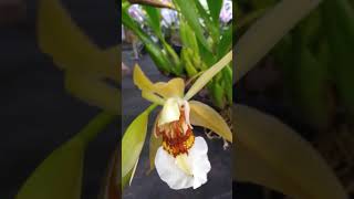 COELOGYNE BARBATA em exposição uma orquídea perfumada [upl. by Anavas871]