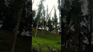 nature naturebeauty hillstation wellington eucalyptus shorts short youtubeshorts [upl. by Aleekat]