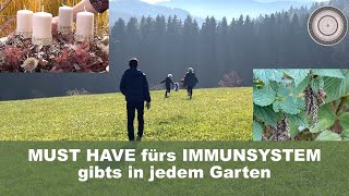 Immunsystemstärkende Pflanzen sind in jedem Garten Adventkranz selber machen essbare Wildkräuter [upl. by Nniroc]