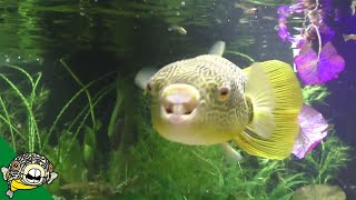 Tetraodon Mbu Puffer Largest Freshwater Puffer from Lake Tananyika Eating Clams [upl. by Elisabeth]