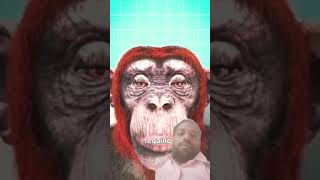 monkey amazingfacts factsinhindi tranding youtubeshorts [upl. by Kuebbing]