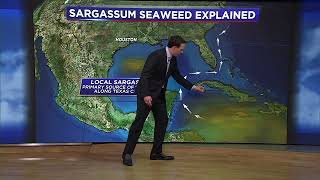 Will the Sargassum seaweed blob impact Texas Heres what we know [upl. by Otsugua]