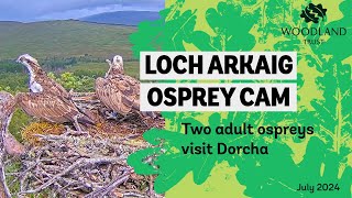 Other local Ospreys visit on Dorcha  Loch Arkaig Osprey Cam [upl. by Rennold]