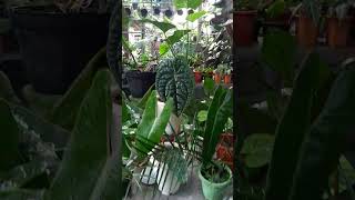 Philodendron X Anthurium plants tanamanindoor nature tanamanhiastermurah garden tanaman [upl. by Grimona]