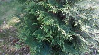 PLANT A LIVING FENCE THUJA GREEN GIANT VS LEYLAND CYPRESS FIVE YEARS LATER [upl. by Aicnetroh]