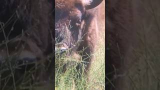 European bison in Portugal Yes we have 😎 rewilding bison bisons europeanbison wildlife wild [upl. by Maddocks]