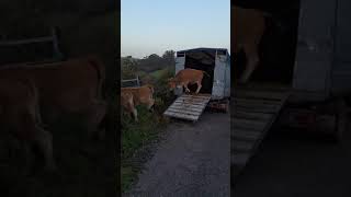 Bajando ñas de la montaña ⛰️ a la marina a pasar el invierno vacas asturiasparaisonatural [upl. by Nuli]