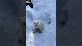 The Charming Life of Baby Polar Bears shortscubs [upl. by Grunberg]