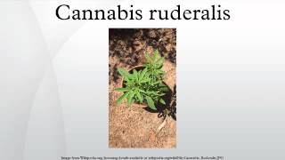 Cannabis ruderalis [upl. by Shetrit]